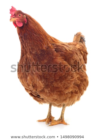 Stock photo: Brown Hen