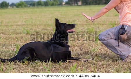 Сток-фото: Obedient Sitting Dog