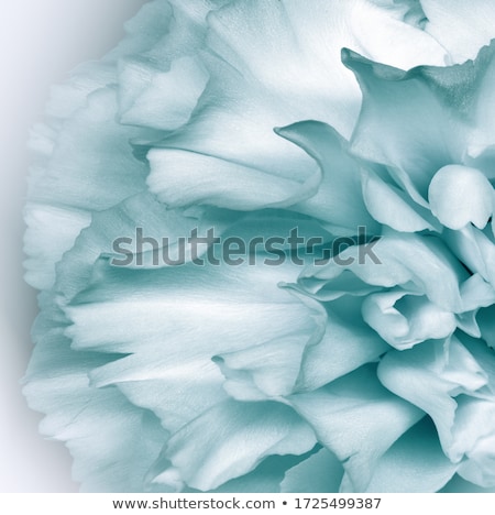 Stockfoto: White Flower Macro