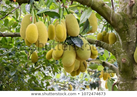 ストックフォト: Jackfruit On Tree