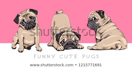 Foto stock: Pug