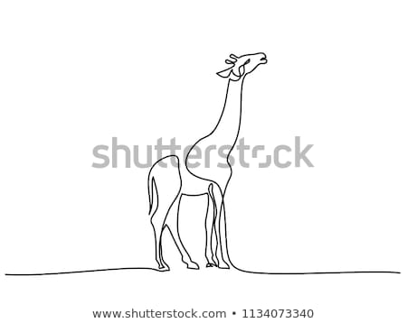 ストックフォト: Giraffe Single