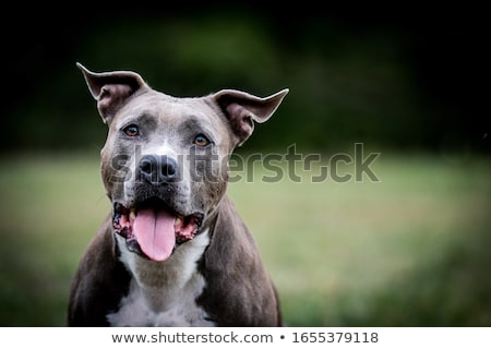 Foto d'archivio: American Staffordshire Bull Terrier