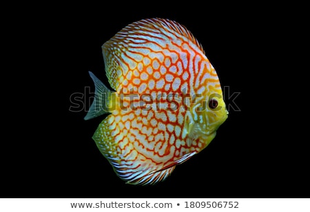 Foto stock: Symphysodon Discus