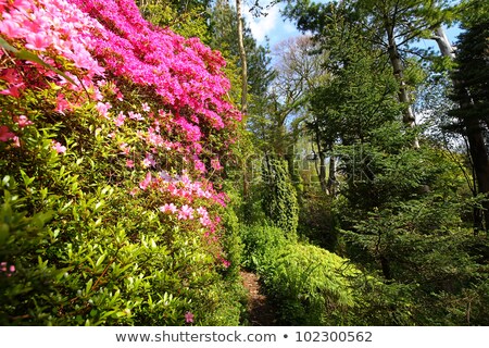 Pink Azalea And Conifer Trees In The Old Garden ストックフォト © Julietphotography