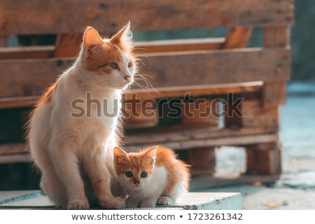 Сток-фото: Mom And Her Kitten