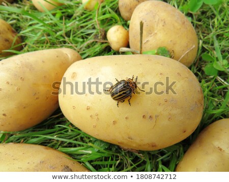 Stock photo: Colorado Beetle On Potato