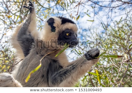 Stock photo: Lemur Silky Sifaka Propithecus Candidus