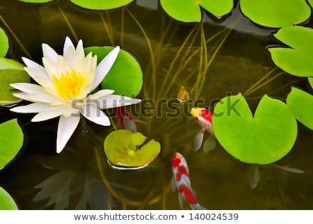 Stock fotó: Water Lily Flower Blooming In Koi Pond