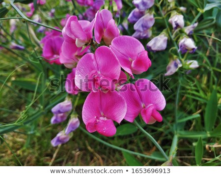 Foto d'archivio: Perennial Peavine Lathyrus Latifolius