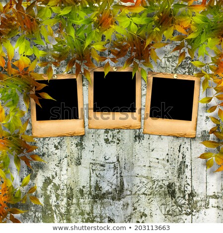 Foto stock: Old Paper Slides On Ruined Stone Wall With A Bright Green Foliag