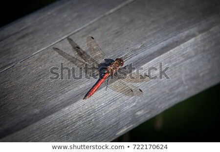 Сток-фото: Dead Dragonfly