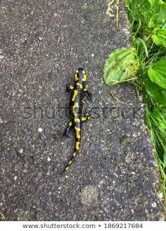 [[stock_photo]]: Black Yellow Dotted Salamander