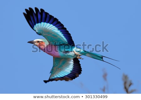 Foto stock: Lilac Breasted Roller In Flight