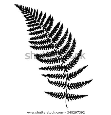 [[stock_photo]]: Fern Frond Black Silhouette Vector Illustration Forest Concept