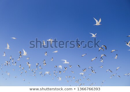 Stock fotó: Flock Of Pigeons Flying Across The Sky