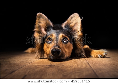 Stock photo: Dog Thinking And Watching And Hoping
