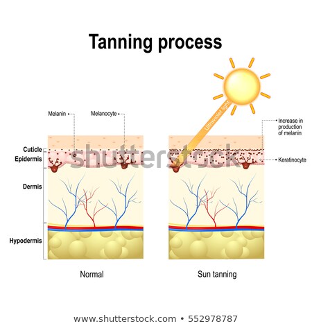 Foto d'archivio: Melanocyte Melanin And Melanogenesis