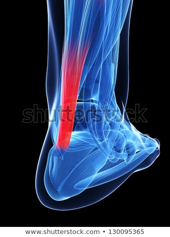 Stok fotoğraf: 3d Render Illustration Of The Calcaneus Bone