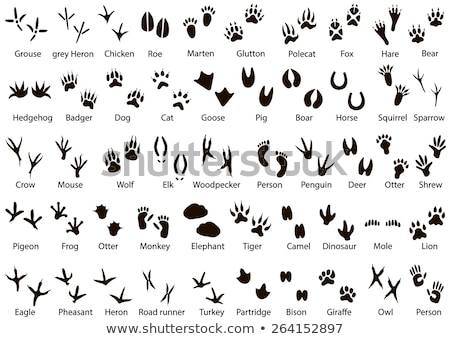 Zdjęcia stock: Abstract Symbol Of Animal Footprint Icon