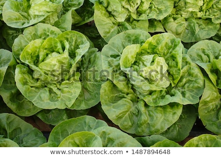 Stock fotó: Little Gem Lettuce