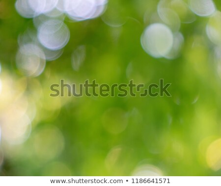 Creative Layout From A Blurry Spring Foliage With A Beautiful Bokeh Effect Nature Background Stockfoto © artjazz