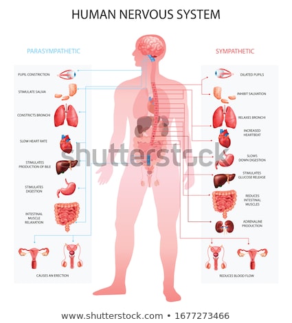 Stok fotoğraf: Human Internal Organs Anatomy