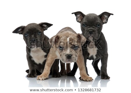 Stock photo: 3 American Bully Dogs Standing Together