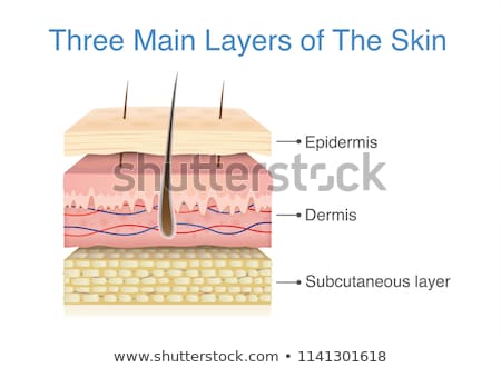 Foto stock: Anatomy Of Skin