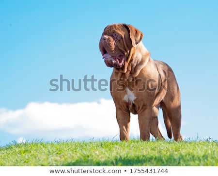 Foto d'archivio: Portrait Of An Adorable Dogue De Bordeaux