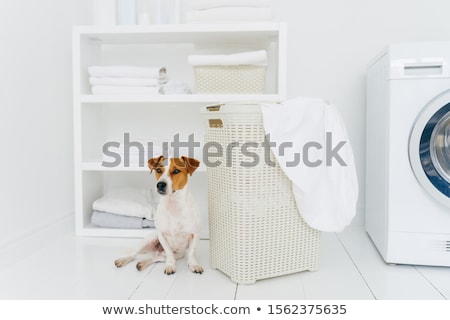 Stock foto: Shot Of Pedigree Domestic Animal Poses In Laundry Room Near White Basket With Dirty Linen Console A