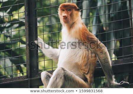 Foto stock: Portrait Of Male Proboscis Monkey Nasalis Larvatus In Conservation Area Of Kalimantan Indonesia