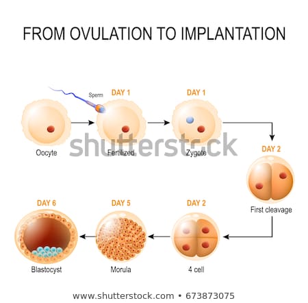 Stock photo: Sperm And Egg