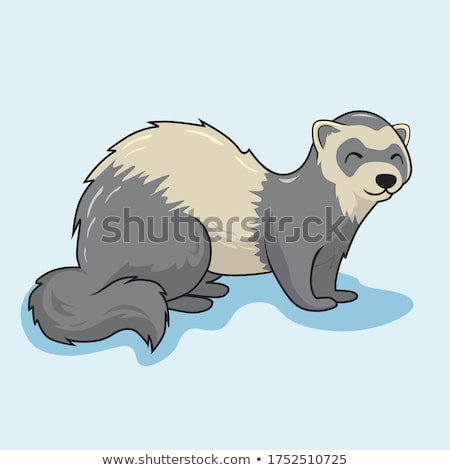 Foto stock: Ferret