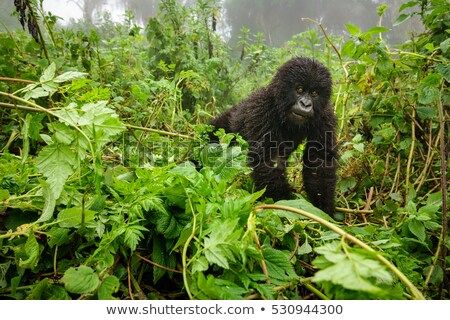 Stock photo: Young Mountain Gorilla In Deep Forest