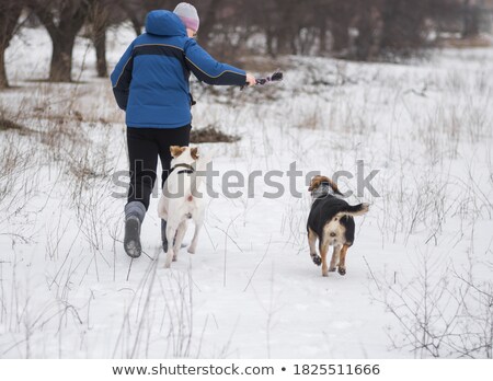 Stock foto: Ischlingshund · Half · Setter