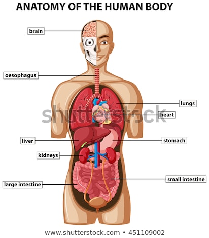 Stock photo: Diagram Of Human Organs