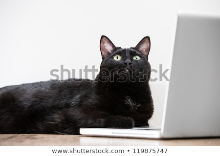 [[stock_photo]]: Home Black Cat Looking Up Lying Near Laptop Screen On The Wooden