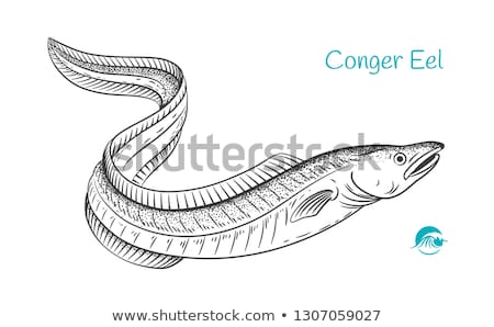 Сток-фото: Sea Eel Conger