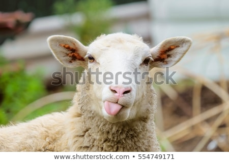 ストックフォト: Sheep