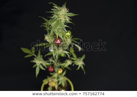 Stok fotoğraf: Christmas Cannabis Tree