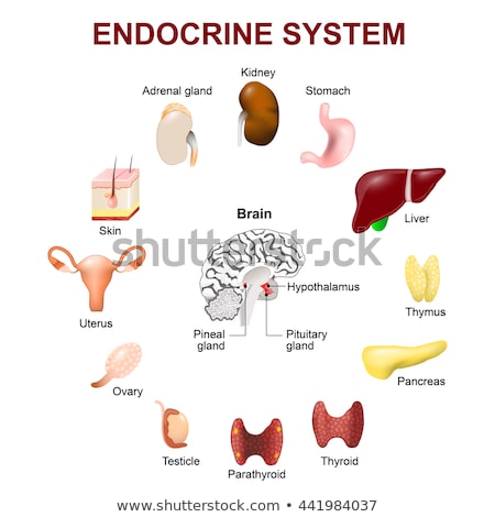 [[stock_photo]]: Endocrine System Set Icons