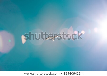 ストックフォト: Sea Gull Flying In The Blue Sky Under The Rays Of Sun
