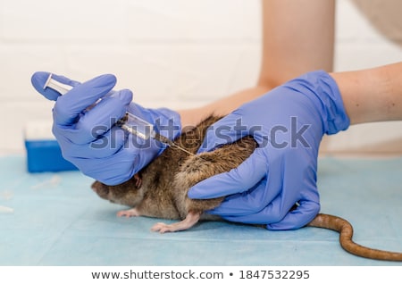 Foto stock: Woman In Medical Gloves Holds Rat