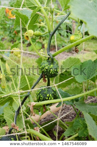 Zdjęcia stock: Warted Dark Green Ornamental Gourds Growing On Spiky Vines