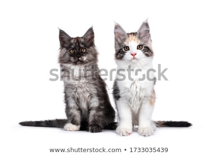 Foto stock: Litter Of Black And White Maine Coon Kittens On White