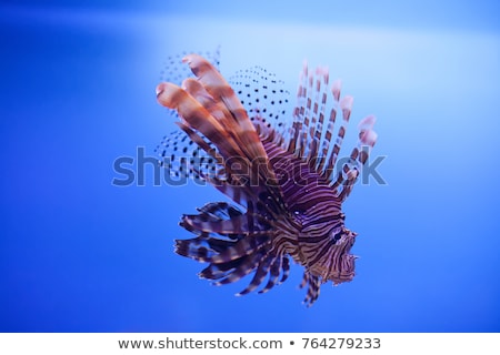 Foto d'archivio: Swimming Red Lionfish Pterois Miles Dangerous Extraordinary Poisonous Ocean Fish Blue Backgroun