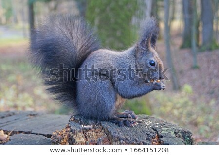 Stock fotó: Black Squirrel Sits On A Tree And Eats