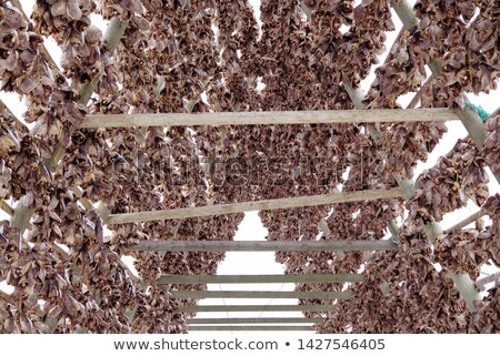 ストックフォト: Drying Flakes For Stockfish Cod Fish In Winter Lofoten Islands