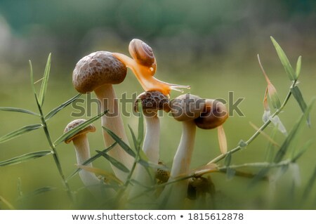 Imagine de stoc: Snail On Mushroom